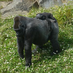 Ozala and Lope - 30/6/13