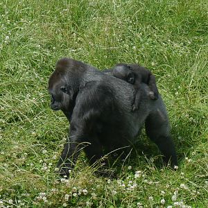 Ozala and Lope - 30/6/13