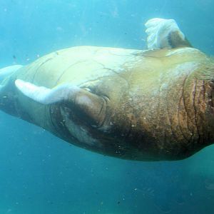 Walrus swimming upside-down; Hagenbeck; 27th June 2013