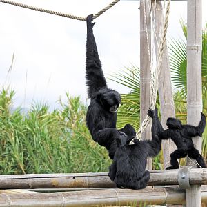 Symphalangus syndactylus