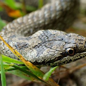 Coronella austriaca 30.06.2013