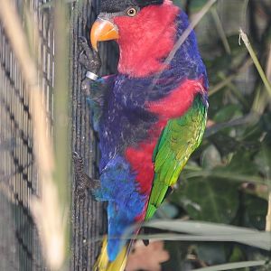 Black-capped Lory (Lorius lory lory)