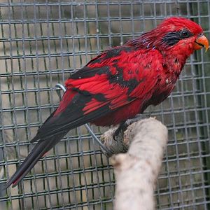 Blue-streaked Lory (Eos reticulata)