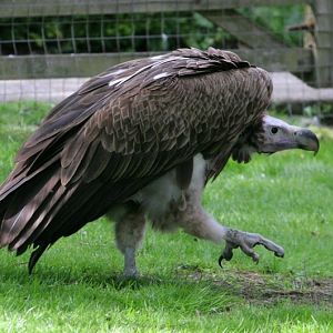 Lappet-faced Vulture (Torgos tracheliotos) April 2009