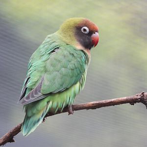 Black cheeked Lovebird (Agapornis nigrigenis)