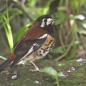 Chestnut-backed Ground-thrush (Zoothera dohertyi)