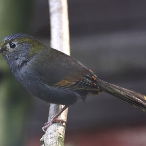 Mount Omei Liocichla (Liocichla omeiensis) June 2010