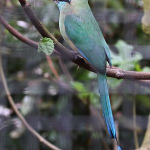 Blue-crowned motmot (Momotus momota) June 2010