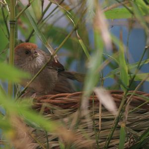 Vinous-throated Parrotbill (Paradoxornis webbianus) April 2009