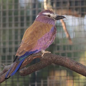 Rufous-crowned Roller (Coracias naevius)
