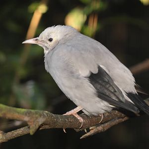 Wattled starling (Creatophora cinerea)