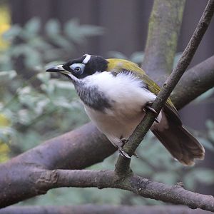Blue-faced Honeyeater (Entomyzon cyanotis)