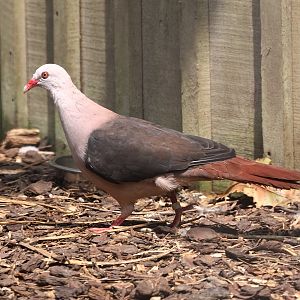 Mauritius Pink Pigeon (Nesoenas mayeri)