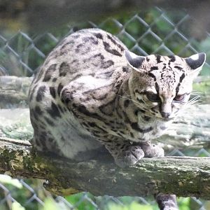 Margay (Leopardus wiedii) at Port Lympne Wild Animal Park - 22 June 2013