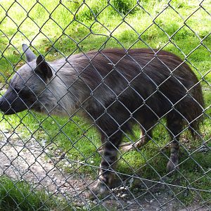 Brown Hyena (Hyaena brunnea) at Port Lympne Wild Animal Park - 22 June 2013