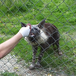 Brown Hyena (Hyaena brunnea) at Port Lympne Wild Animal Park - 22 June 2013