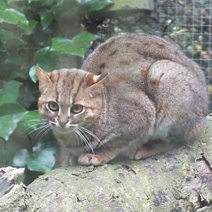 Sri Lankan Rusty-spotted Cat (Prionailurus rubiginosus phillipsi) at Port L