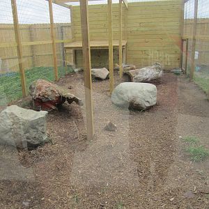 Black Backed Jackal Enclosure