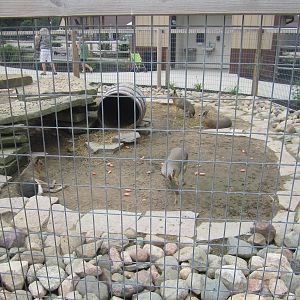 Part 1 of the Patagonian Cavy Enclosure