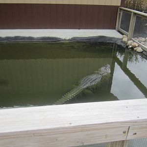 American Alligator Enclosure
