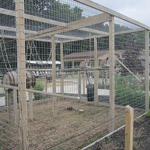 Ring Tailed Lemur Enclosure
