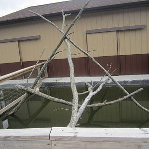Nile Crocodile Exhibit