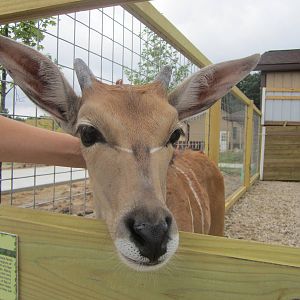 Baby Common Eland