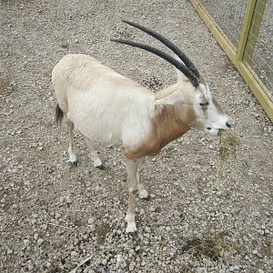 Scimitar Horned Oryx Calf