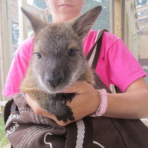 Bennets Wallaby Joey