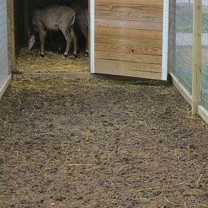 A Glimpse of the 4 Nilgai Calves