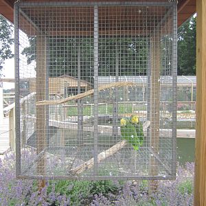 Yellow Headed Amazon Cage
