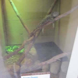 Green Iguana Enclosure