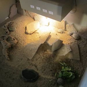 Mixed Reptile Display