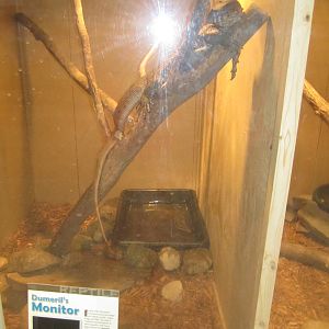 Dumerils Monitor Cage
