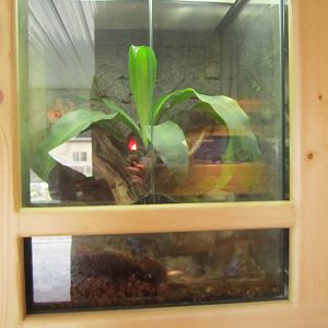 Blue Poison Dart Frog Exhibit