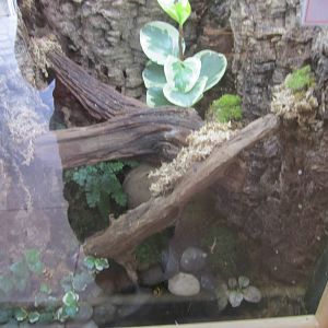 Bumblebee Poison Dart Frog Exhibit