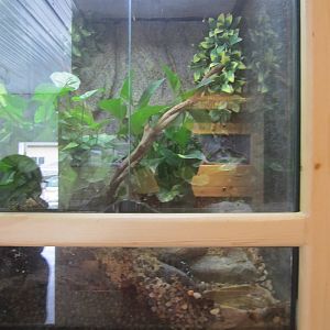 Unknown Species Poison Dart Frog Exhibit