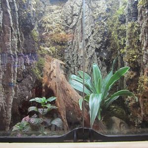 Unknown Species Poison Dart Frog Exhibit