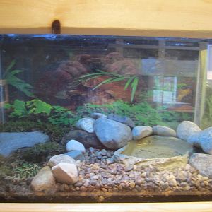 Argentinian Ornate Horned Frog Exhibit