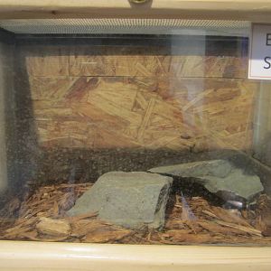 Emperor Scorpion Exhibit