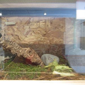 Madagascar Hissing Cockroach Exhibit