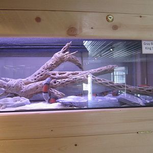 Gray Banded King Snake Exhibit