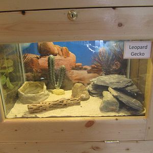 Leopard Gecko Exhibit
