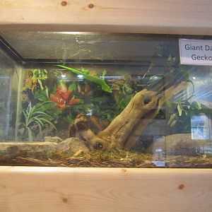 Giant Day Gecko Exhibit