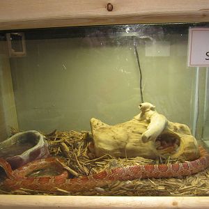 Corn Snake Exhibit