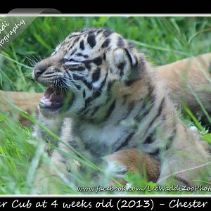 Tiger Cubs