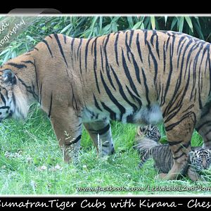 Tiger Cubs