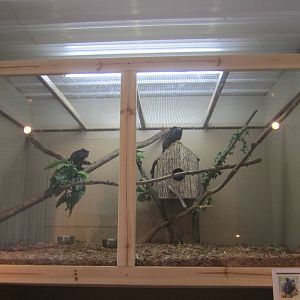 Red Handed Tamarin Exhibit