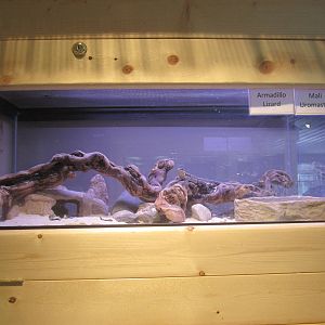 Armadillo Lizard and Mali Uromastyx Exhibit