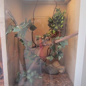 Jackson Chameleon Exhibit